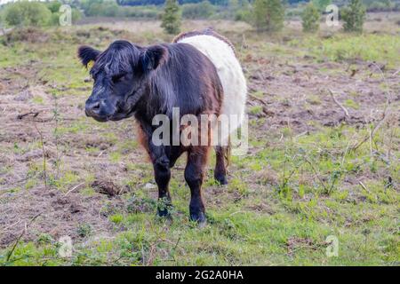 Belted Galloway Cow mit charakteristischem langem Haarkleid und breitem weißen Gürtel, eine traditionelle schottische Rasse von Rindervieh in Chobham Common, Surrey Stockfoto
