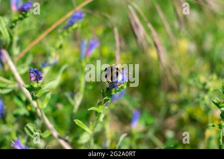 Eine Hummel ist eine von über 250 Arten der Gattung Bombus, die zu den Apidae gehört, einer der Bienenfamilien. Diese Gattung ist die einzige erhaltene Gruppe im Stamm Bombini Stockfoto