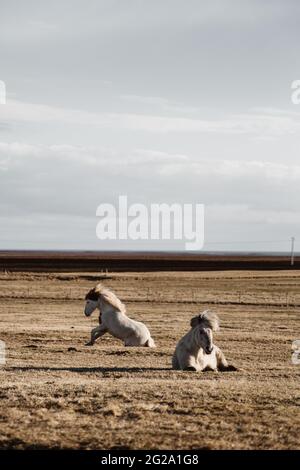 Zwei wunderschöne Pferde liegen auf trockenem Gras auf dem Feld an bewölktem Tag in Island Stockfoto