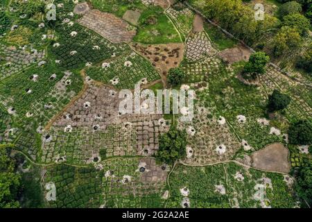 Top view of Green Agricultural Fields In Rural Area Stockfoto