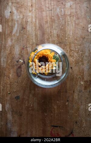Draufsicht auf den leuchtend gelben Blütenkopf der frischen Sonnenblume mit dunkelbrauner Mitte und grünen Blättern in durchsichtigem Glastopf auf einem schäbigen Holztisch Stockfoto