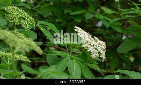 Blühender Holunderbusch auf der Plantage ist die Holunderbeere nicht reif. Stockfoto