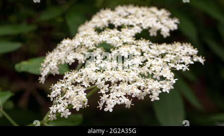 Blühender Holunderbusch auf der Plantage ist die Holunderbeere nicht reif. Stockfoto