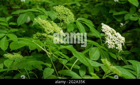 Blühender Holunderbusch auf der Plantage ist die Holunderbeere nicht reif. Stockfoto