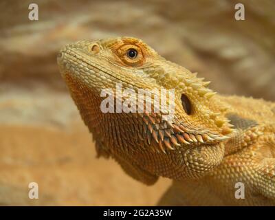 Porträt eines bärtigen Drachen (Pogona vitticeps) in einem Terrarium, das hauptsächlich den Kopf im Profil zeigt Stockfoto