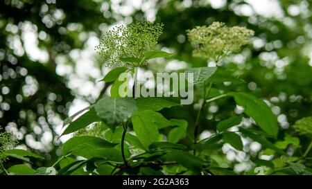 Blühender Holunderbusch auf der Plantage ist die Holunderbeere nicht reif. Stockfoto