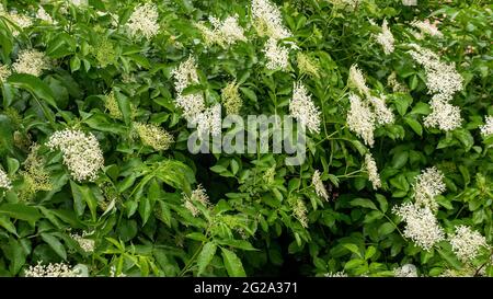 Blühender Holunderbusch auf der Plantage ist die Holunderbeere nicht reif. Stockfoto