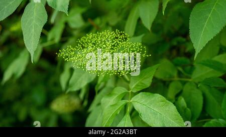 Blühender Holunderbusch auf der Plantage ist die Holunderbeere nicht reif. Stockfoto