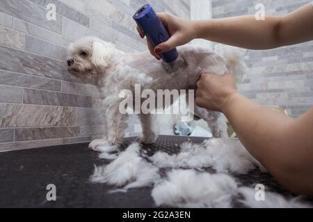 Seitenansicht der zugeschnittenen nicht erkennbaren weiblichen Spezialistin in Maske und uniform Clipping flauschiges Fell des ruhigen maltesischen Hundes mit Elektro-Trimmer in comfor Stockfoto