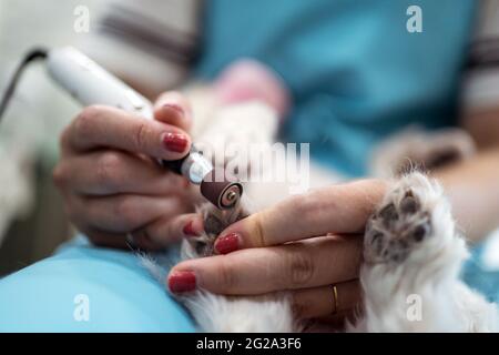 Anonyme Frau mit speziellen elektrischen Schleifer Polieren Haustierkrallen während Tierpflege in modernen Tierarzt Klinik Stockfoto