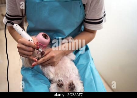 Anonyme Frau mit speziellen elektrischen Schleifer Polieren Haustierkrallen während Tierpflege in modernen Tierarzt Klinik Stockfoto