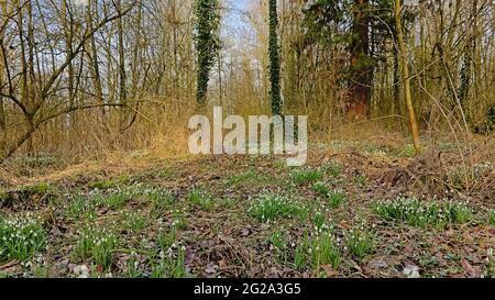 Winterliche Waldwildnis im Naturreservat Bourgoyen in Gent, Belgien, mit Schneeglöckchen, die auf dem Waldboden blühen Stockfoto