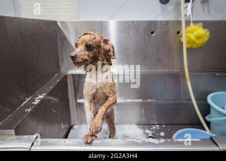 Nasser brauner Zwergpudelhund, der mit Interesse auf die Kamera schaut, während er nach dem Trimmen und Waschen allein im Metallbad steht Stockfoto