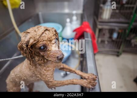 Nasser brauner Zwergpudelhund, der mit Interesse auf die Kamera schaut, während er nach dem Trimmen und Waschen allein im Metallbad steht Stockfoto