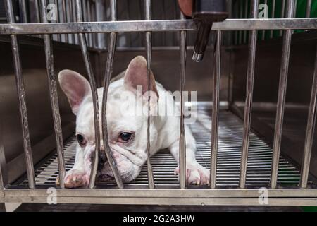 Vorderansicht eines kleinen französischen Bulldoggen gehorsamen Hundes, der mit Interesse auf die Kamera schaut, während er im Metallkäfig auf den Besitzer wartet, nachdem er Pelz in zeitgenössischem G beschnitten hatte Stockfoto