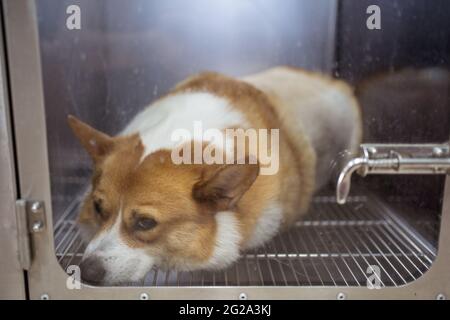 Durch transparente Kunststofftür einsam braun und weiß Corgi Hund wartet Besitzer nach Eingriffen in kleinen Käfig in modernen Pflegestudio Stockfoto