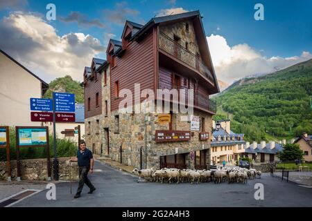 Ein Hirte treibt seine Herde durch die Straßen des spanischen Dorfes Panticosa in den Pyrenäen. Stockfoto