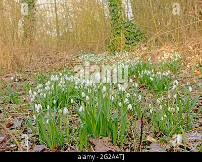 Winterliche Waldwildnis im Naturreservat Bourgoyen in Gent, Belgien, mit Schneeglöckchen, die auf dem Waldboden blühen Stockfoto