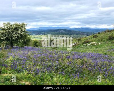 Warton Crag Nature Reserve, Carnforth Stockfoto