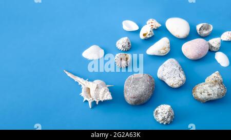 Bunte Muscheln auf blauem pastellfarbenem Hintergrund. Reise, Urlaub Sommerzeitkonzept. Minimale Sommer Meer Hintergrund. Stockfoto