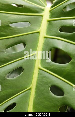 Makro der Blätter auf einer schweizer Käse-Monstera-Pflanze Stockfoto