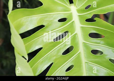 Makro der Blätter auf einer schweizer Käse-Monstera-Pflanze Stockfoto