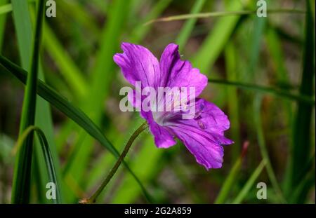 Makro einer spontanen purpurnen Geranium Stockfoto