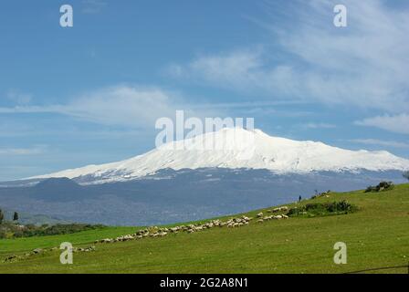 Herde und Hirte in einem grünen Gras unter dem Vulkan Ätna schneebedeckt Stockfoto