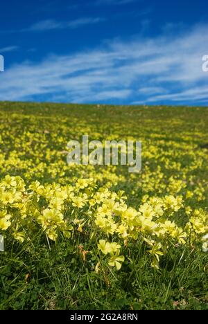 Wiese aus gelbem Kleeblatt in Blüte Stockfoto