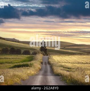 Ländliche Landschaft mit geradem Pfad durch Felder mit einsamem Baum bei Sonnenaufgang Stockfoto