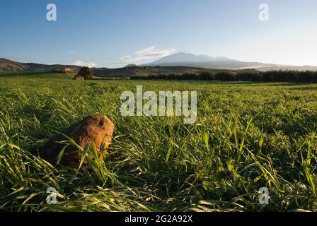 Ein Stein im grünen Gras auf dem Hintergrund Vulkan Ätna und klaren Himmel, Italien Stockfoto