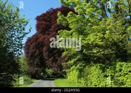 Ländliche Straße in der Grafschaft Leitrim, Irland im Frühsommer mit üppigem Grün und einem Baldachin aus Kupferbuche über der Straße vor dem Hintergrund des blauen Himmels Stockfoto