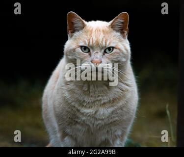 Eine einzelne binger-Katze, die direkt auf die Kamera läuft. Stockfoto