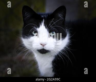 Porträt einer einzelnen schwarz-weißen Katze, die auf die Kamera schaut Stockfoto