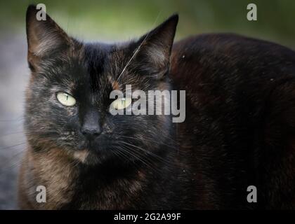 Porträt einer einzelnen Schildkrötenkatze, die die Kamera anschaut Stockfoto