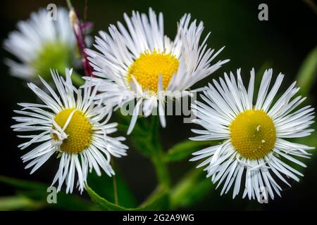 Drei wilde Gänseblümchen Stockfoto