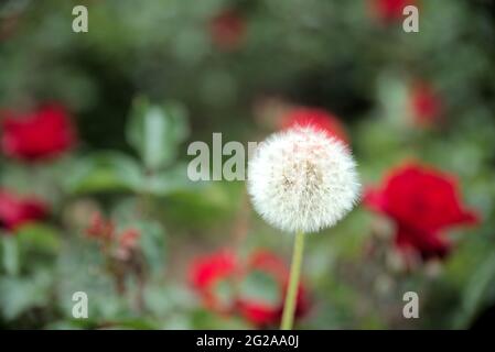 Kopf aus weißem Flusen auf dem Dandelion mit Bokeh im Hintergrund Stockfoto