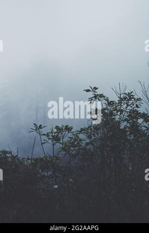 Vertikale Aufnahme von Büschen auf einem im Nebel verhüllten Feld - perfekt für ästhetische Tapeten Stockfoto