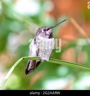 Der Kolibri des jungen männlichen Costa sitzt mit seinem Schnabel in der Luft auf einem graeen Ast. Jungtier der Kolibri der männlichen Costa thront auf einem Zweig. Stockfoto