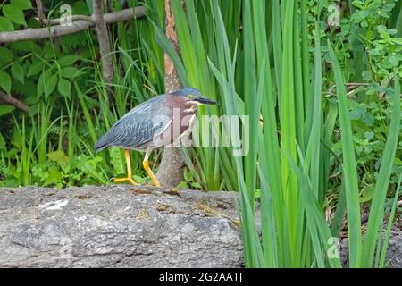 Grüner Reiher, der von einem Zweig mit einem großen Felsen im Hintergrund fischt Stockfoto