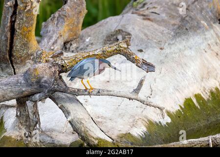 Grüner Reiher, der von einem Zweig mit einem großen Felsen im Hintergrund fischt Stockfoto