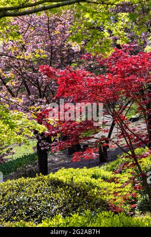 Roter und grüner Ahorn mit einigen Kirschbäumen im japanischen Garten im Botanischen Garten von Rom, Italien Stockfoto