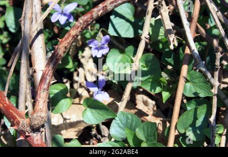 Erste verschwommene Sommer-Sämlinge von myosotis von violetter Farbe, versteckt zwischen den Unkräutern und stacheligen Brameln im Sommer Stockfoto