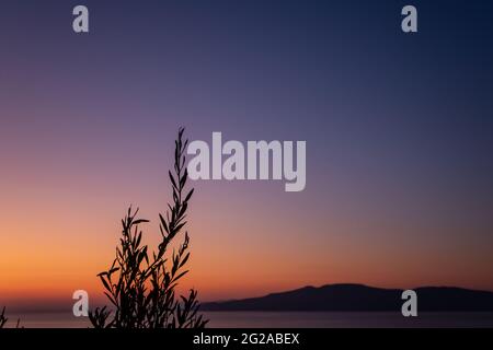 Lebendige bunte Sommer Sonnenuntergang Himmel an der Küste im griechischen Dorf mit Olivenbaum Zweig. Ägäis Küste in Griechenland, Landschaft in der Nähe von Athen Stockfoto