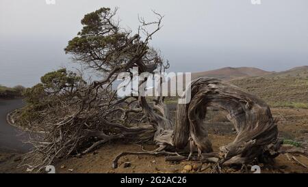 Ein Savin (juniperus sabina), gebogen durch die Wirkung der ständigen Passatwinde, in El Hierro, Kanarische Inseln. Sie ist zum Symbol der Insel geworden Stockfoto