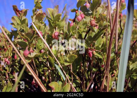 Die schüchternen roten Blüten in den grünen Büschen der Heidelbeerpflanze im Berg im Sommer Stockfoto