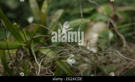 Nahaufnahme einer wilden weißen Orchideenblume und wenigen Wurzeln und Knospen auf einer wilden Orchideenpflanze Stockfoto