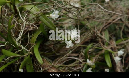 Zwei wilde weiße Orchideenblüten und wenige Wurzeln auf einer wilden Orchideenpflanze, die an einem Baum aufgehängt wird Stockfoto