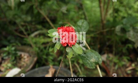 Nahaufnahme eines roten Dschungels Geranium (Ixora coccinea) Blumen Cluster im Garten Stockfoto