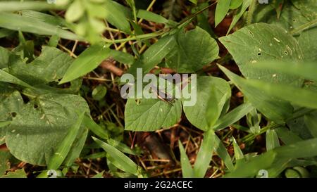 Ansicht von oben einer braunen Heuschrecke auf einem großen Blatt, umgeben von viel Gras Stockfoto